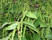 Phát triển sản phẩm du lịch sinh thái vườn hồ tiêu ở Phú Quốc