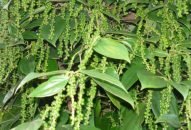 Phát triển sản phẩm du lịch sinh thái vườn hồ tiêu ở Phú Quốc