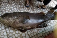 Bắt được cá mú “khủng” nặng 55 kg ở Phú Quốc